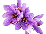 50 Saffron Crocus Sativus Corms Bulbs -Large 9 Cm