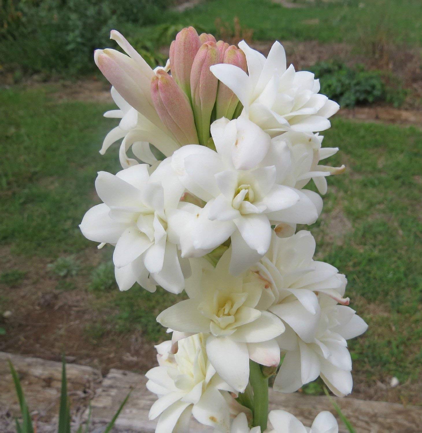 AARNA EXOTICS Rajnigandha Double Flowering Fragrant Polianthes Tuberosa