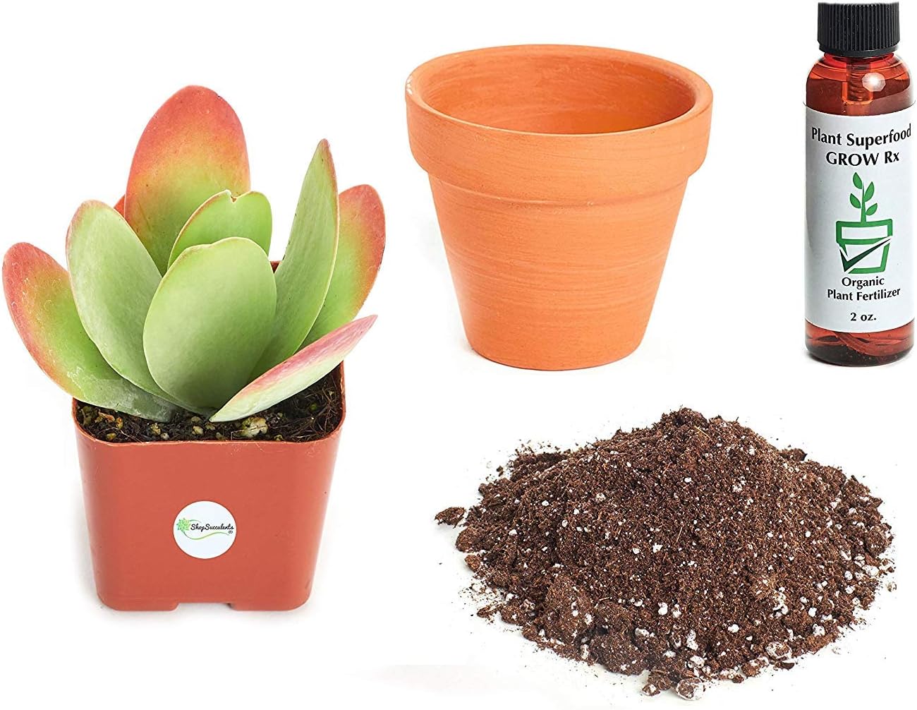 Shop Succulents | Kalanchoe Thyrsiflora 'Flapjacks' Plant Kit with 2" Grow Pot, Hand Selected Live Succulent