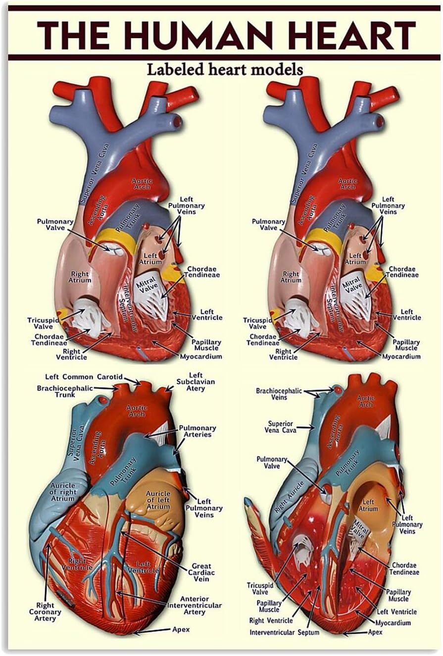 Amazon Com The Human Heart Cardiologist Labeled Heart Models Poster No Frame Or Framed Canvas 0 75 Inch Print In Us Novelty Quote Meaningful Motivational Posters Prints