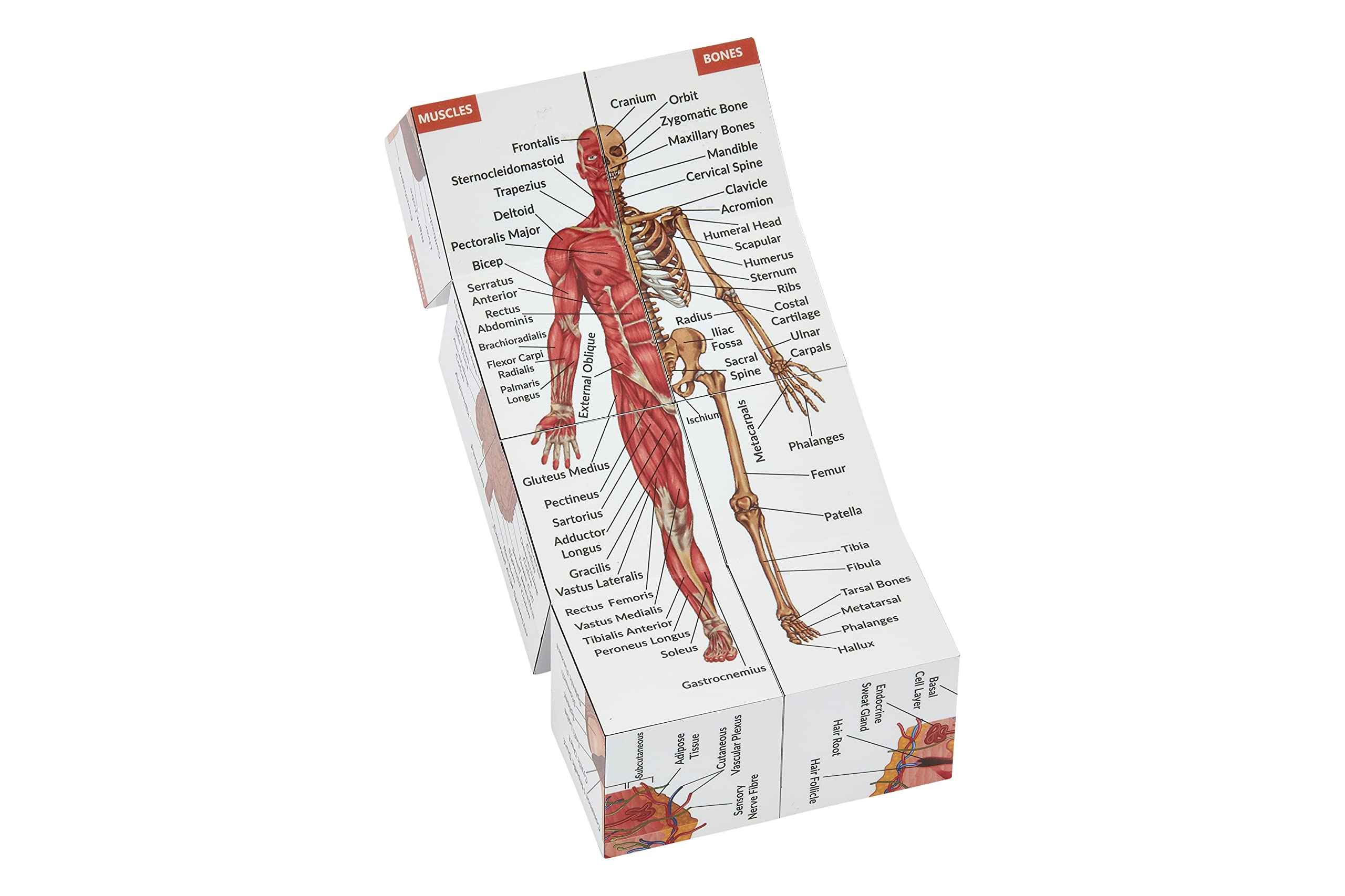 Human Anatomy Study Cube | Study 9 Parts of The Human Body | Perfect Anatomy Revision Guide | Addictive Anatomy Model Cube | Great Gift for Nurse, Dentist, Medical Students