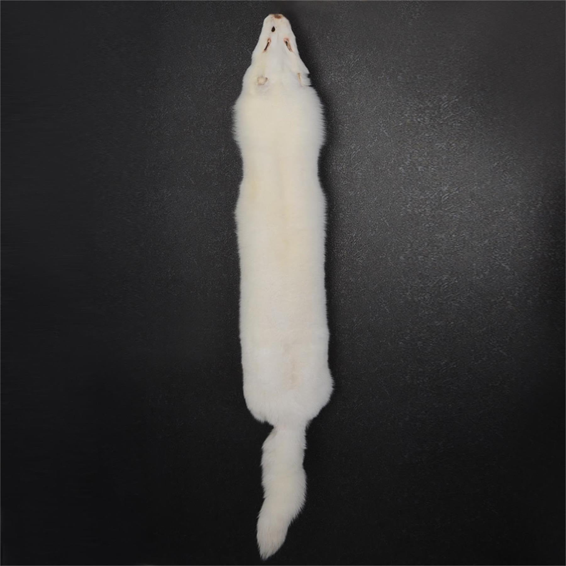 Photo 1 of Tanned White Fox Hide Fur Pelt Crafts Fox Skin Fur Taxidermy Decor Graded 1 Quality Full Body Fur Pelt for Fly Tying Crafts Fur Coats Trapping 44-49 inch White
