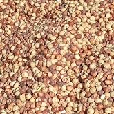 Mushroom Media Online Milo (Sorghum) (40 Pound)