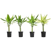 Dracaena Steudneri Moonlight 4 Pack House Plant, 4 Inch Pots for Plants, Dragon Tree Plants for Delivery Prime, Low Light House Plants, Live Plants Indoor Plants Live Houseplants by Plants for Pets