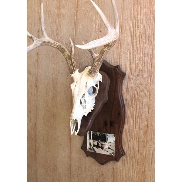 Amazon.com : The Taxidermists Woodshop Black Walnut European Mount Picture  Pedestal Plaque : Sports & Outdoors