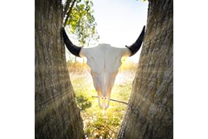 SKULLS UNLIMITED INTERNATIONAL Real American Bison/Buffalo Skull - from Skulls Unlimited