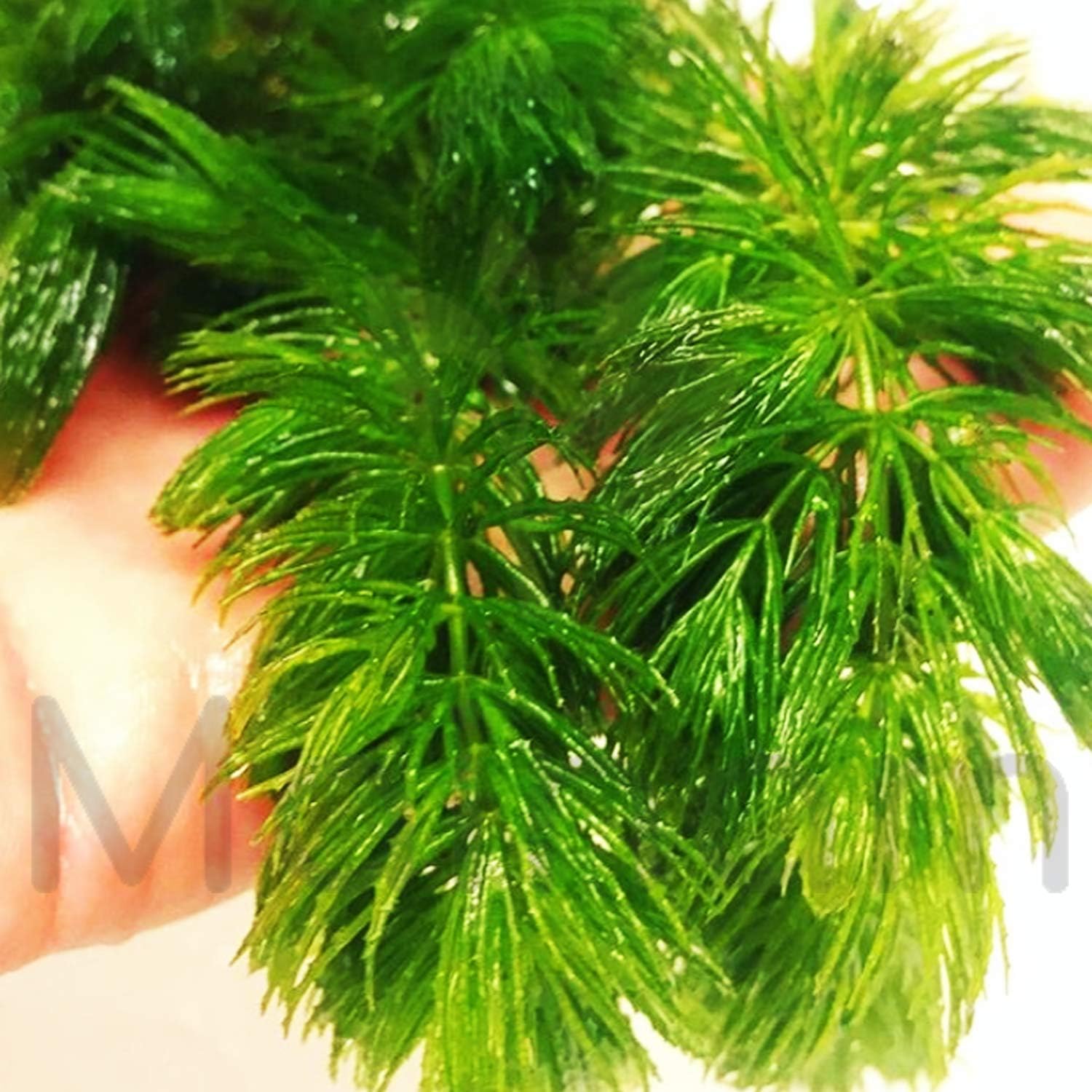Mainam Hornwort Bunch Ceratophyllum Demersum Loose