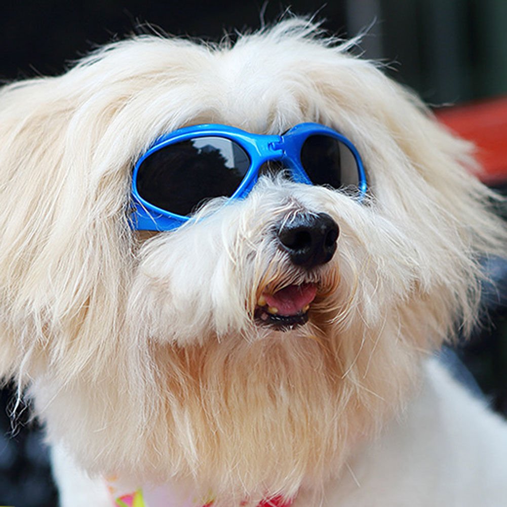 6 Best Dog Sunglasses and Goggles American Kennel Club