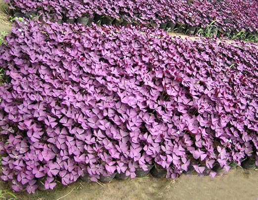 Bonsai Interior o Exterior Semillas de Planta Mariposa Trébol ...