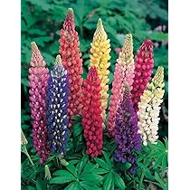 TTmart store 11.11mix colors 100 pcs Giant Allium Giganteum seeds