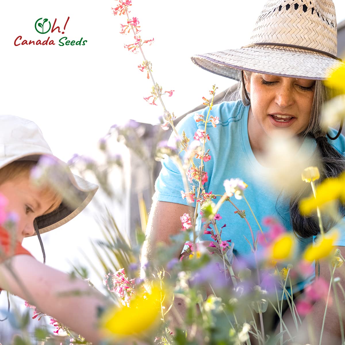 Wildflower Seeds Mix