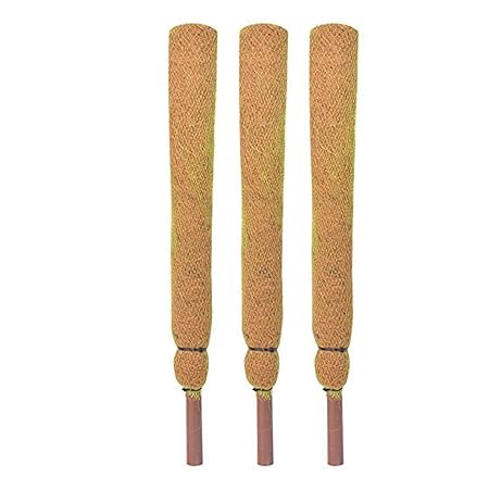 Sparkenzy 3 Feet Coir Moss Stick/Coco Pole for Climbing Plants (Set of 3)