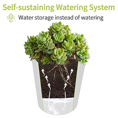 Buy Succulent Pot 8 Sets Succulent Planter With Self Watering Self Aerating Window Box Planter Small Plant Pots Succulent Pots With Drainage Small Flower Pots Succulent Planters Indoor Cactus Planters Pot Online In Vietnam