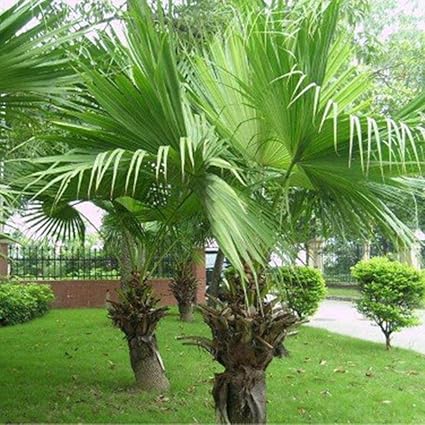 Qulista Samenhaus - 10/20/50pcs Raritäten BIO Banane Bonsai schnellwachsend Obst Saatgut mehrjährig winterhart Exotik für Ter