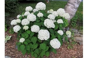 GROWER'S SOLUTION Annabelle Hydrangea arborescens ‘Annabelle’- 3 1/2" Potted Shrub - 6" - 12" Tall Healthy Plant - 3 Pack By Growers Solution