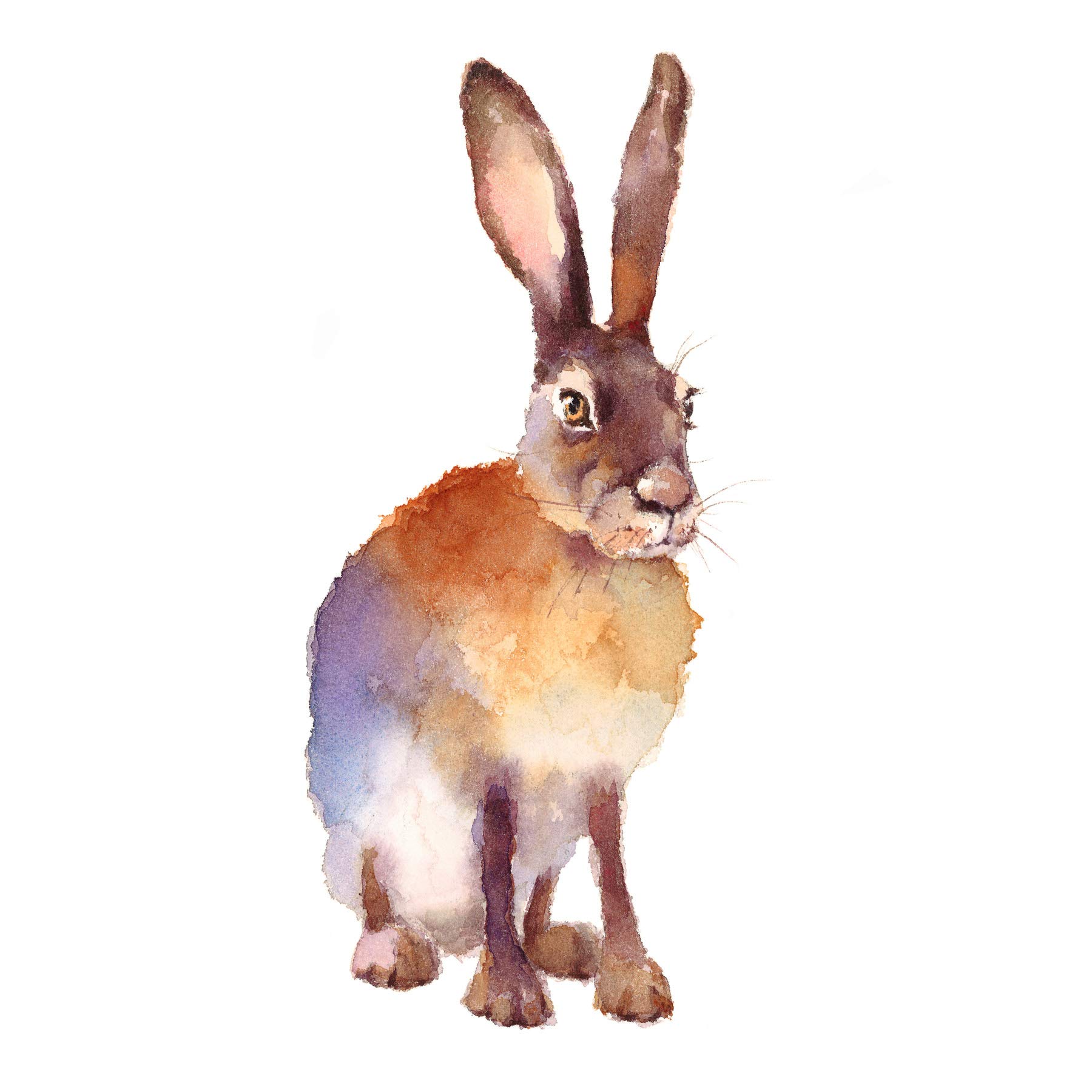 Wee Blue Coo Hare Watercolour Isolated Large Wall Art Print Canvas Premium Poster