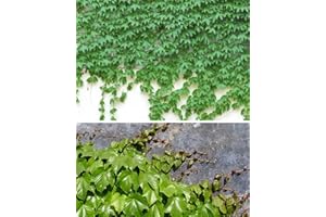 S-PONE 100+ Ivy Vine Liana Seeds Green Vines Climbing Beautiful Ground-Creeping Plants Bonsai Home