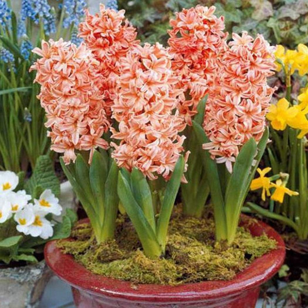 QiBest 50/100PCS Colorful Hyacinth Flower Seeds Bulb Plants Seed Home Garden DIY Plants Flowers