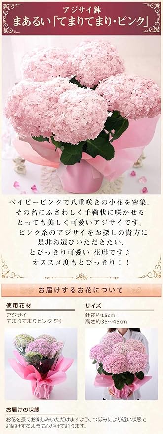 Amazon 母の日 アジサイ鉢 まあるい てまりてまり ピンク 21 花鉢 花 生花 ギフト プレゼント 鉢植え 観葉植物 オンライン通販