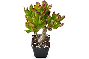 Sprout N Green Hobbit Jade - Crassula Ovata Hobbit, Rare Cute Succulent Plant Fully Rooted in 2" Pot