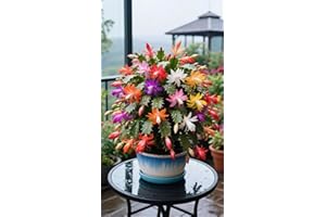 Verdmont Christmas Cactus Plants Live, 4 to 6 Inch Tall Live Christmas Cactus Bare Roots, Perennial Well Rooted Flower Plants