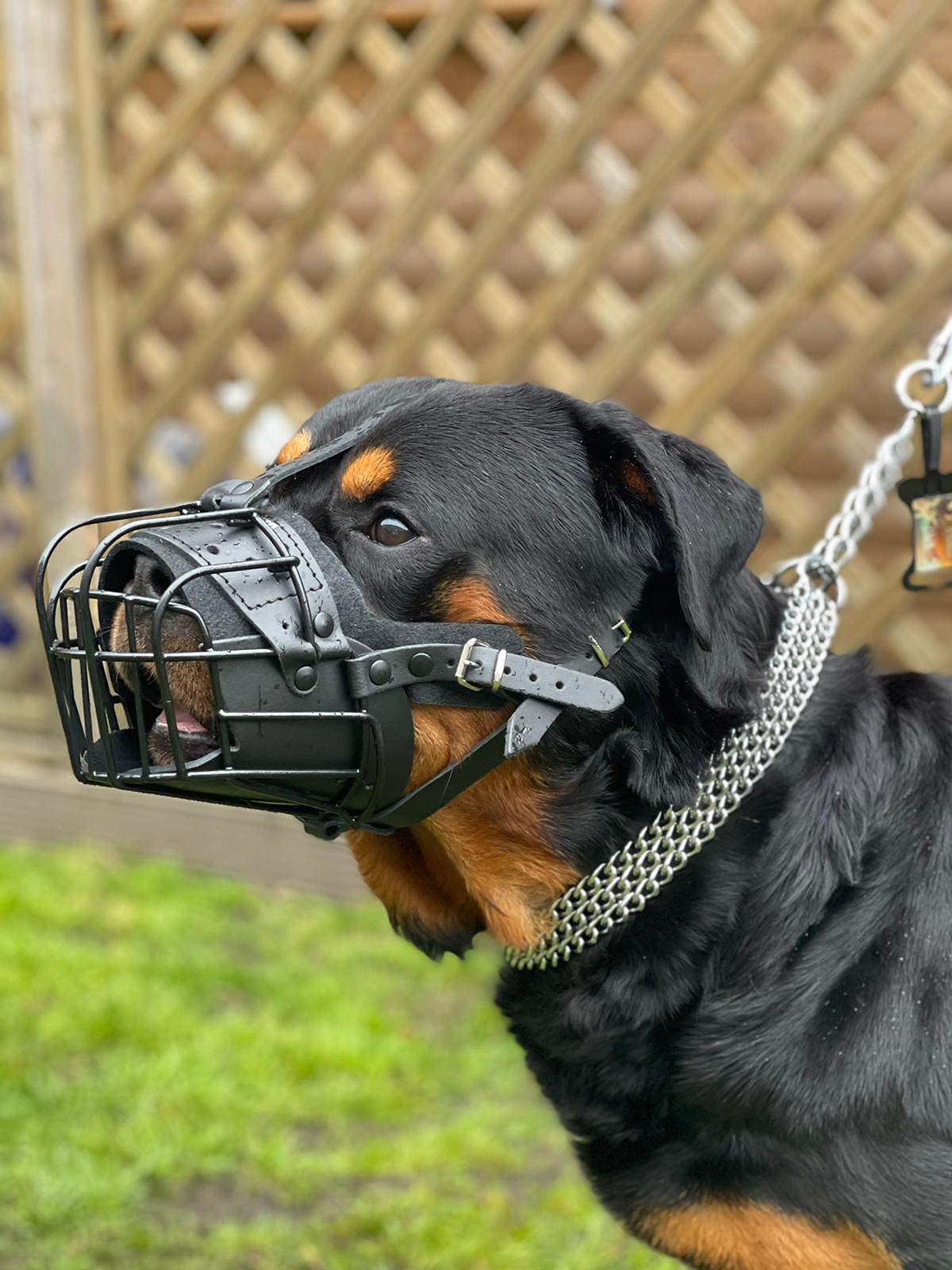 STRONG Wire Metal muzzle Basket Dog Muzzle Rottweiler,Mastiff Golden Retriever & other (TR, Black/Black Leather)
