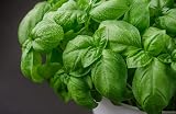 HERBAL AGE Mixed Herb Seeds Box 200+ Seeds Grow Your Own Kitchen Garden view 3