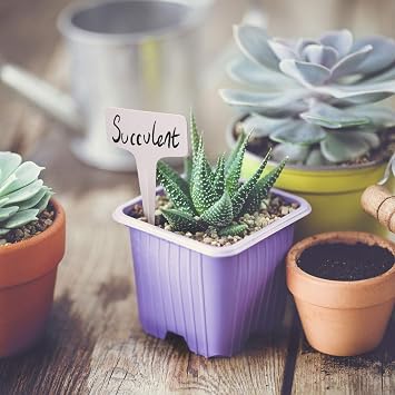 TRIXES 100 Etiquetas para Plantas en Forma de T - 6 x 10 cm - para ...