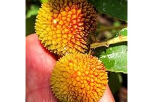 Arbutus Unedo Compacta, Extradwarf Strawberry Tree 35+ Seeds Fresh Seeds for Growing Your Own - Perfect for Planting and
