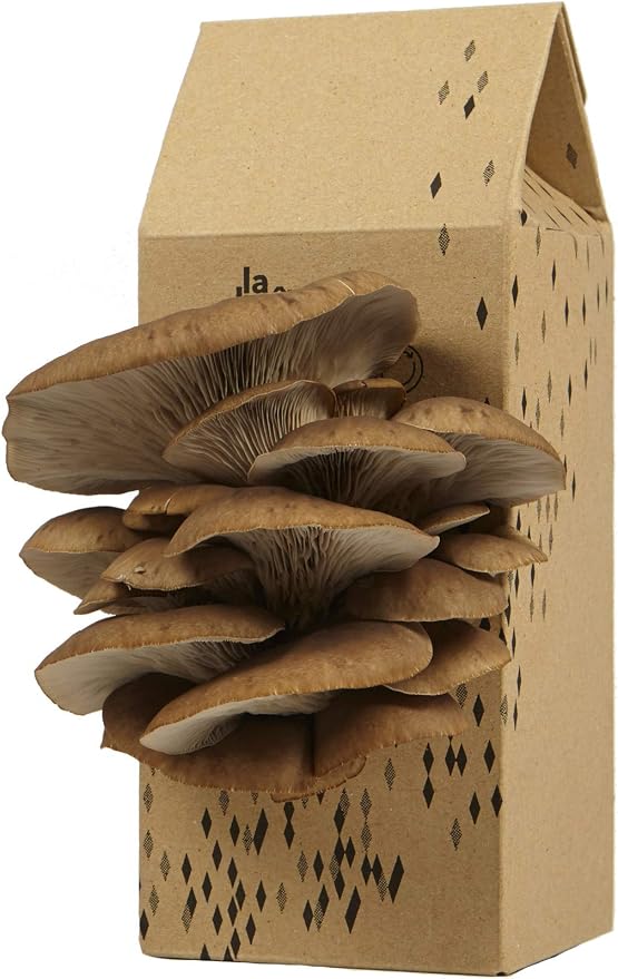 Upcycle | Cultivo de hongos | Kit de setas de ostras grises ...