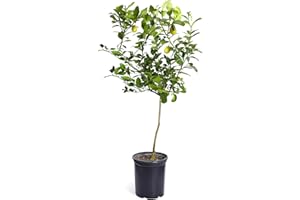 Brighter Blooms - Meyer Lemon Tree, 3-4 ft. - No Shipping to AL, AZ, CA, FL, GA, LA, OR, and TX