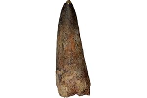 BEVERLY OAKS Dinosaur Tooth Genuine Large Spinosaurus Natural Fossil 2" (Qty=1)