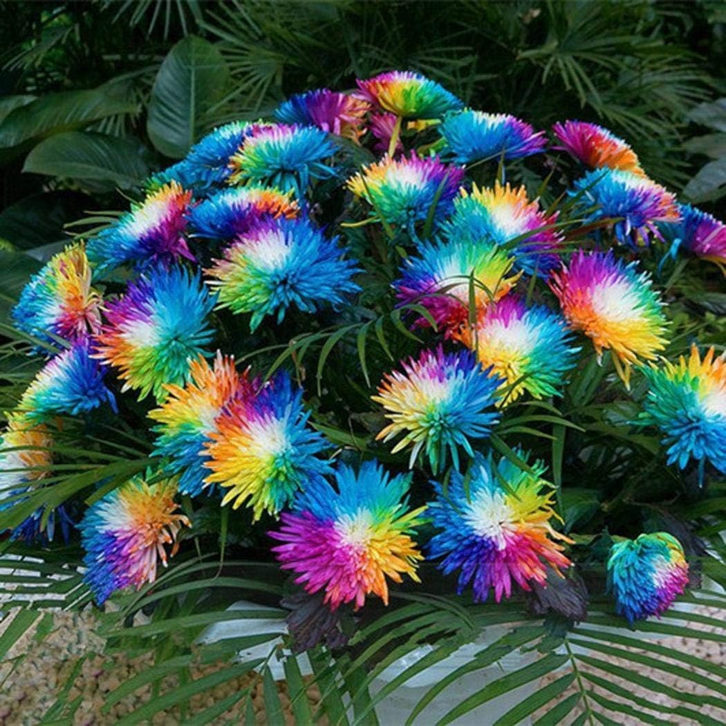 Oliote Rainbow Rare Chrysanthemum Flower Seeds Bonsai Planting Home Garden Flowers
