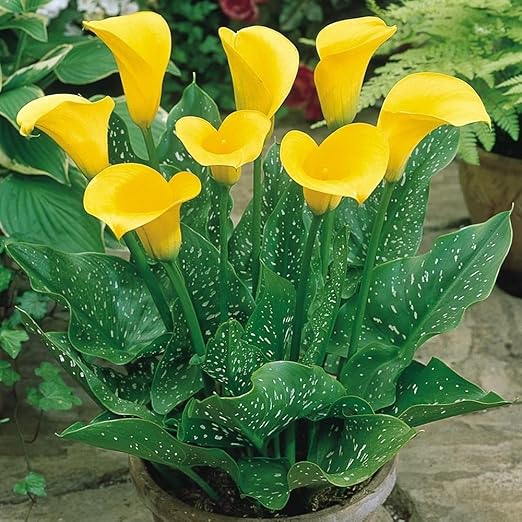 50 Zantedeschia Aethiopica Yellow Giant Calla Lily Seeds Yellow Calla Seeds Amazon Co Uk Garden Outdoors