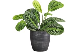 Thorsen's Greenhouse Lemon Lime Prayer Plant, Live Indoor Plant, Pet Friendly, Attractive Houseplant, Lemon Maranta, Easy to Grow, 4" Diameter Pot (Brushed Silver)