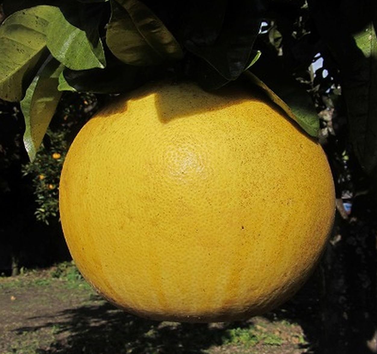 Amazon みかん 晩白柚 1個で約1 5kg 福岡産 伊都野菜 みかん 柑橘類 通販 Amazon みかん 晩白柚 1個で約1 5kg 福岡産 伊都野菜 みかん 柑橘類 通販