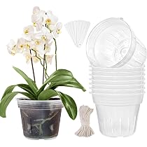 Amazon.com: CHTASO 7.2 Inch 8 Pack Orchid Pots with Holes for ...