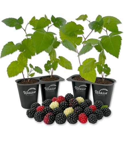 Amazon.com : Snowbank BlackBerry Plant - 4 Live Starter Plants