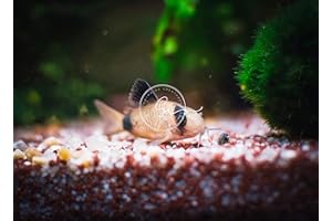 Swimming Creatures 5 Panda Corydoras, Panda Corycats, Freshwater Aquarium Catfish, Live Aquarantee