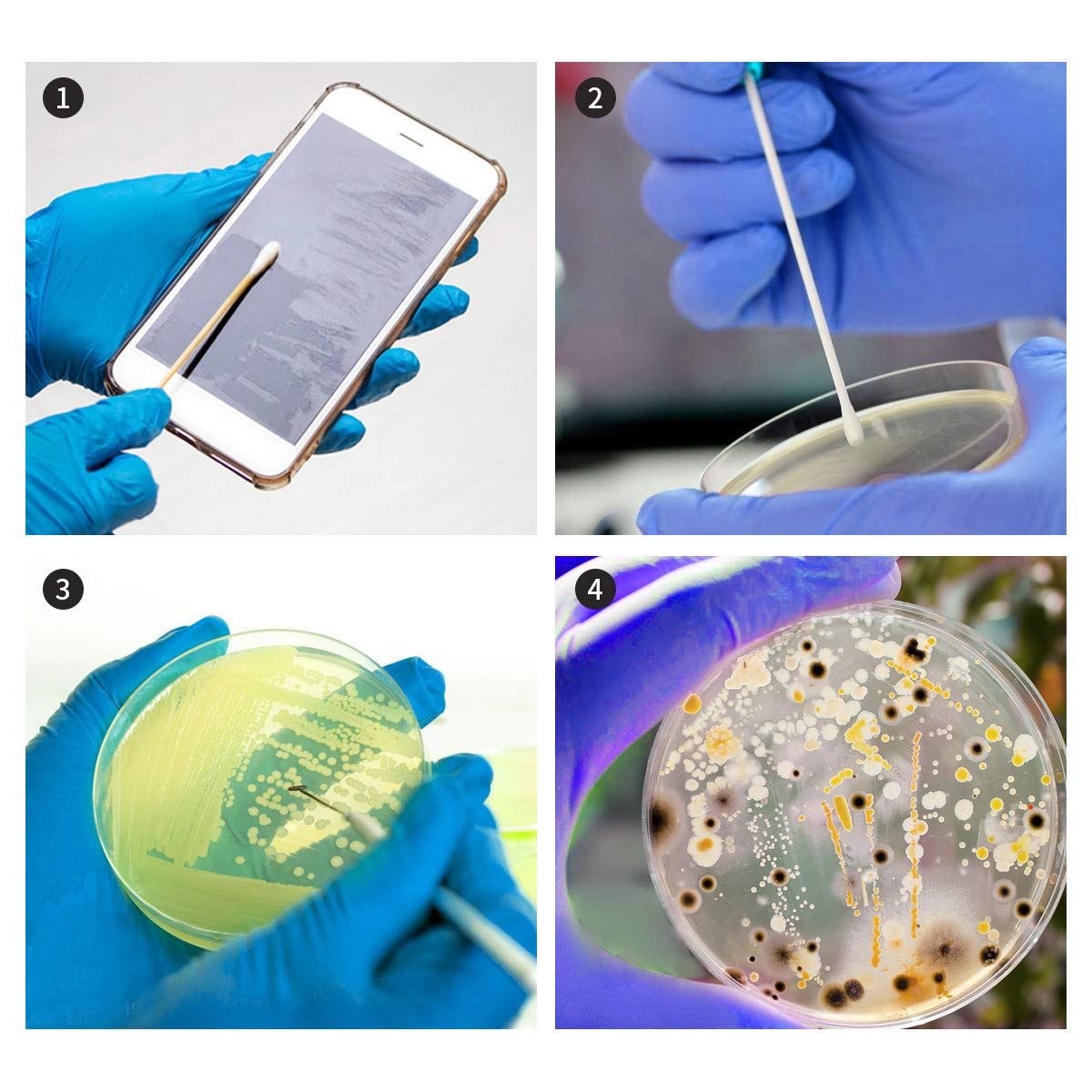 Bacteria Science Kit Petri Dishes with Agar and Swabs | Top Science Fair Project Bacteria Growing Kit | Prepoured LB-Agar Plates and Cotton Swabs | STEM for Kids Aged 6 7 8 9 10 Girls Boys Gifts