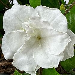 Blooming & Beautiful - Hardy Gardenia Azalea - 3