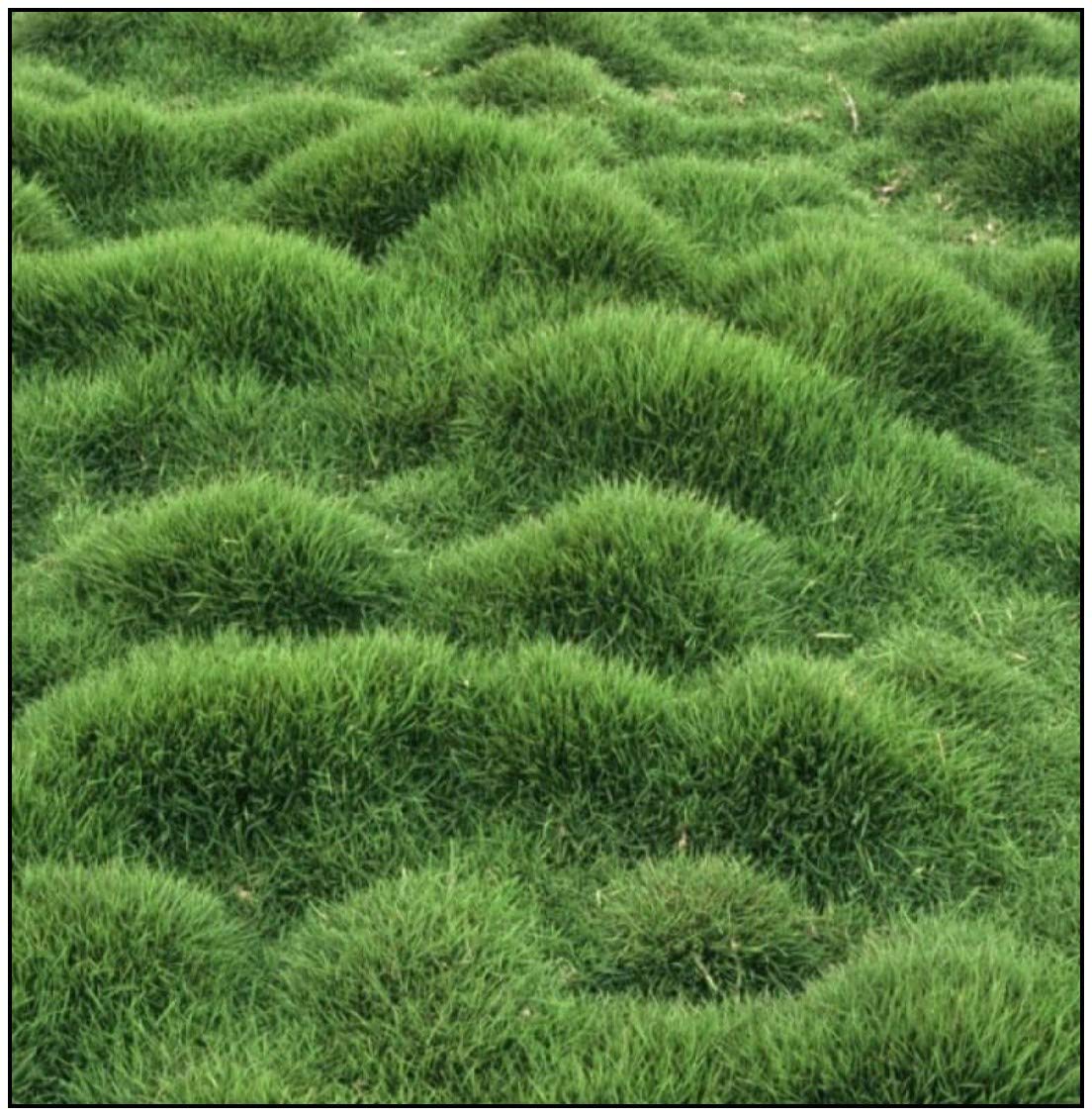 Creative Farmer Green Imported Lawn Mexican Grass Seeds Eco Garden