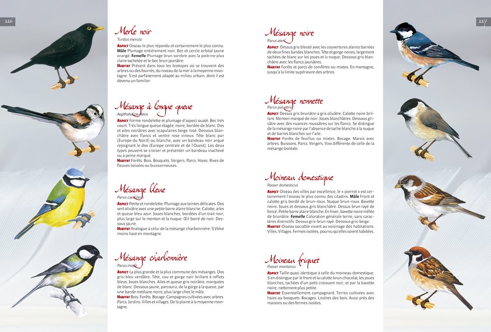 Un Jardin Pour Les Oiseaux 9782844168542 Amazoncom Books