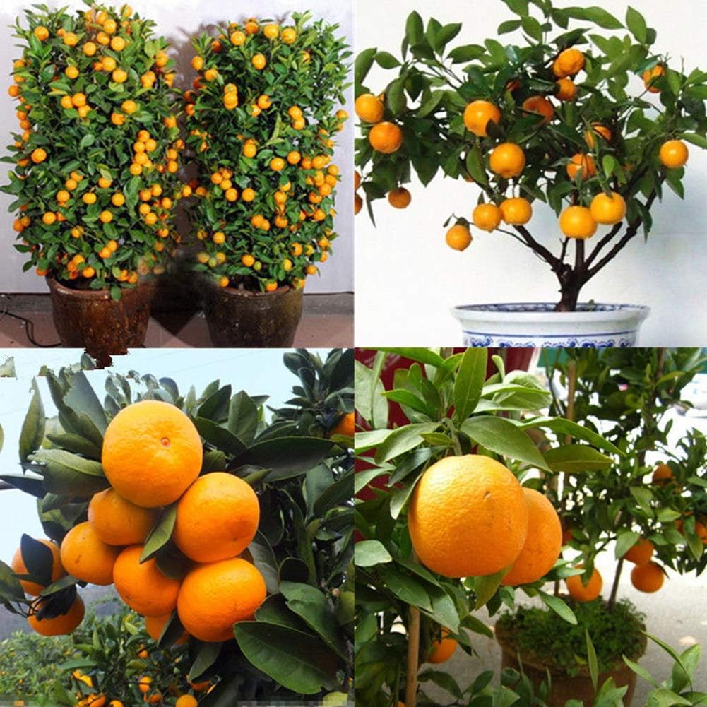 Mosichi 30Pcs Edible Fruit Mandarin Tangerine Orange Seeds Bonsai Potted Plant Decor
