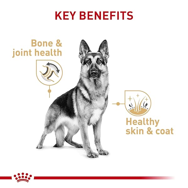 ROYAL CANIN BREED HEALTH NUTRITION GERMAN SHEPHERD ADULT LOAF IN SAUCE DOG FOOD, 13.5 OZ (PACK OF 12)