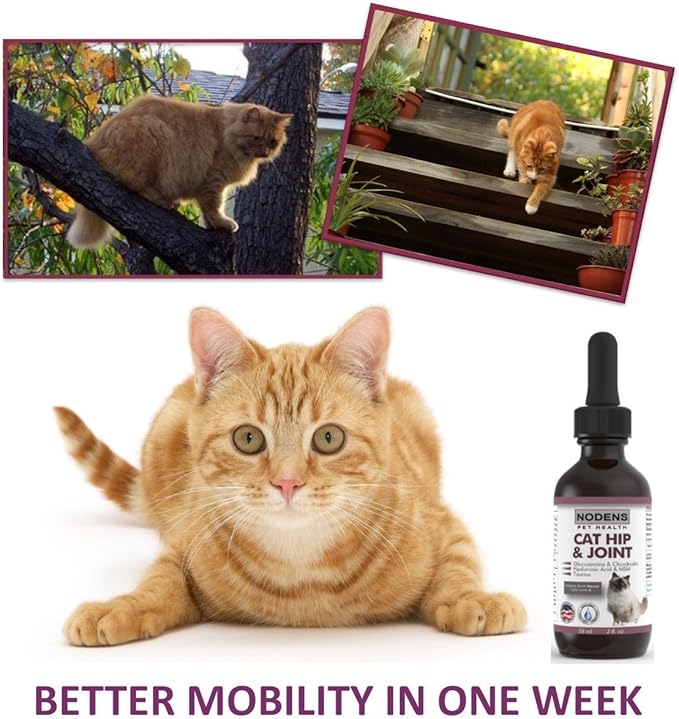 chondroitin for cats