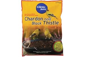 Black Thistle Seeds