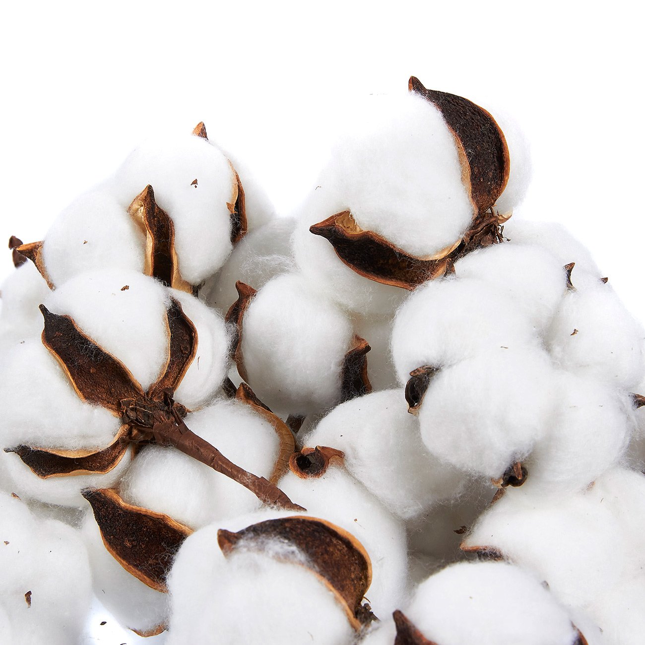 Juvale Cotton Bolls 24 Pack Natural Color Dried Cotton Balls