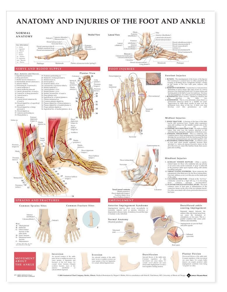Anatomy And Injuries Of The Foot And Ankle: (unmounted)