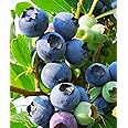 Blueberry Seeds for Planting 200 Pcs